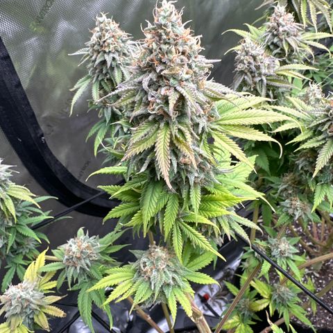 GL #3 growlog timeline photo