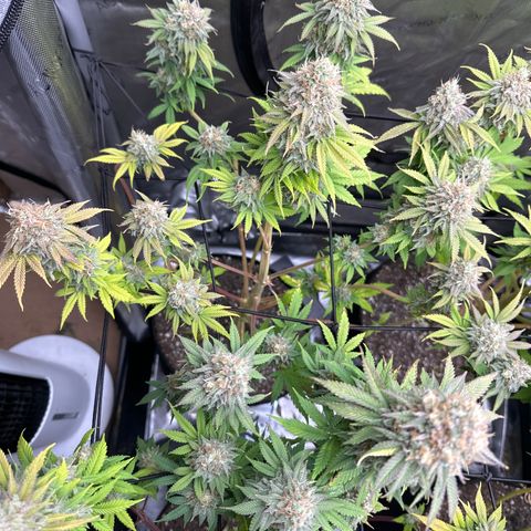 GL #3 growlog timeline photo