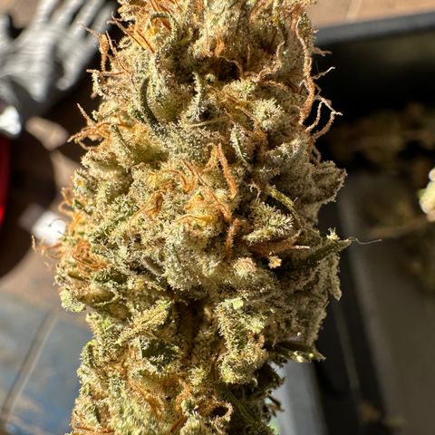 FPOG#1  growlog timeline photo