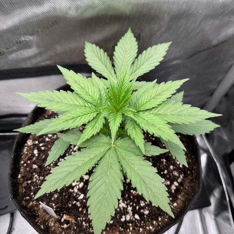 Blue Bath by LIT farms #2 and #3 growlog timeline photo