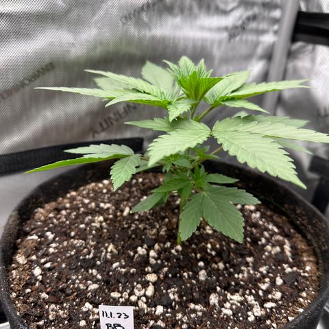 Blue Bath by LIT farms #2 and #3 growlog timeline photo
