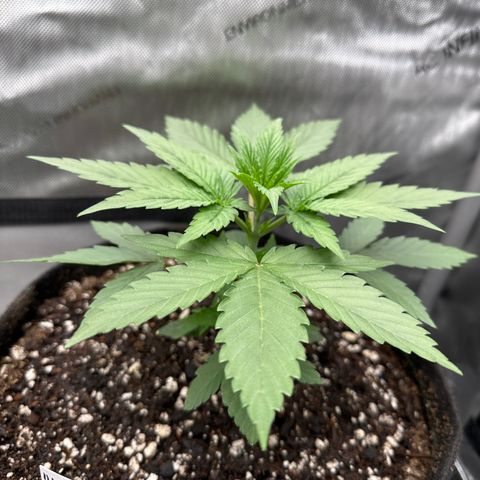Blue Bath by LIT farms #2 and #3 growlog timeline photo