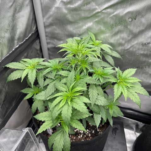 Blue Bath by LIT farms #2 and #3 growlog photo: Mother material for pheno #2. #1 having issue with over watering. Pheno #3 looks ok, nothing special but nothing bad either 