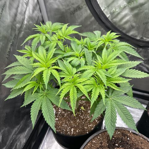 Blue Bath by LIT farms #2 and #3 growlog timeline photo