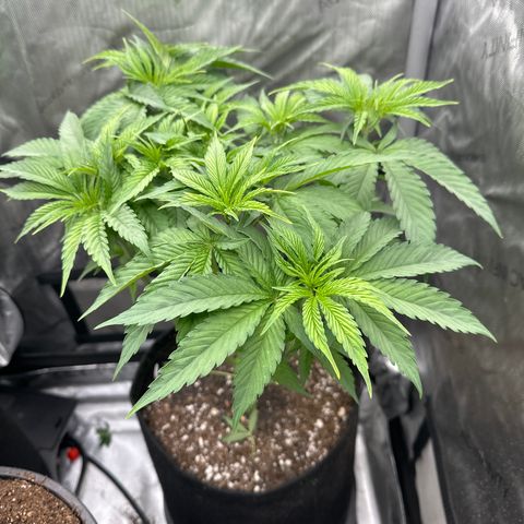 Blue Bath by LIT farms #2 and #3 growlog timeline photo