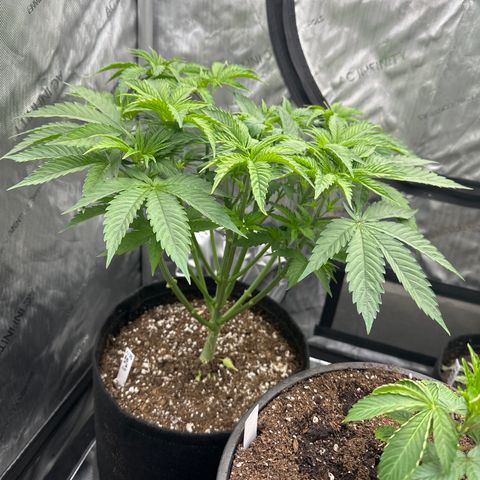 Blue Bath by LIT farms #2 and #3 growlog timeline photo