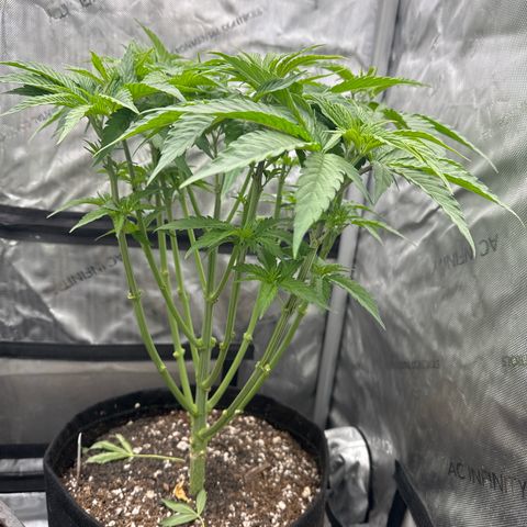 Blue Bath by LIT farms #2 and #3 growlog timeline photo