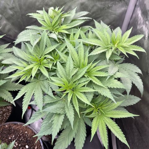 Blue Bath by LIT farms #2 and #3 growlog photo: These ladies are raging... Vigorous growth the 1st two days since switching to flower. I have some high hopes for these 2 phenos. Clones cut and rooting now.