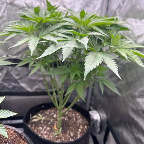 Blue Bath by LIT farms #2 and #3 growlog photo: These ladies are raging... Vigorous growth the 1st two days since switching to flower. I have some high hopes for these 2 phenos. Clones cut and rooting now.