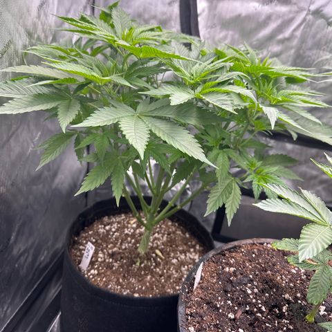 Blue Bath by LIT farms #2 and #3 growlog photo: These ladies are raging... Vigorous growth the 1st two days since switching to flower. I have some high hopes for these 2 phenos. Clones cut and rooting now.