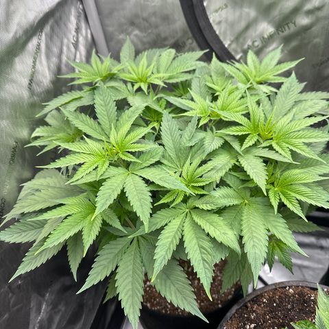Blue Bath by LIT farms #2 and #3 growlog photo: These ladies are raging... Vigorous growth the 1st two days since switching to flower. I have some high hopes for these 2 phenos. Clones cut and rooting now.