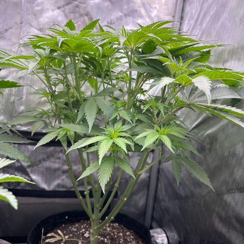 Blue Bath by LIT farms #2 and #3 growlog timeline photo