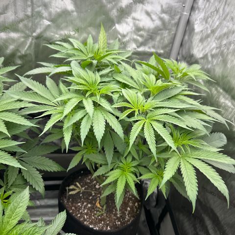 Blue Bath by LIT farms #2 and #3 growlog timeline photo