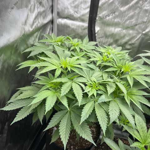 Blue Bath by LIT farms #2 and #3 growlog timeline photo