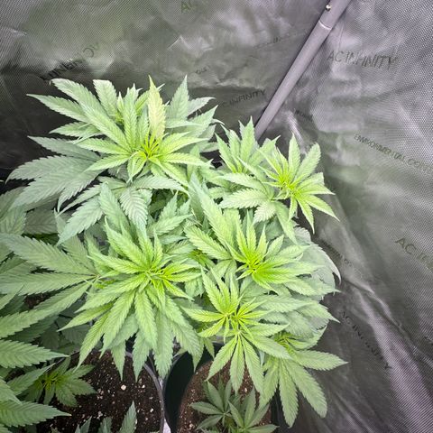 Blue Bath by LIT farms #2 and #3 growlog timeline photo