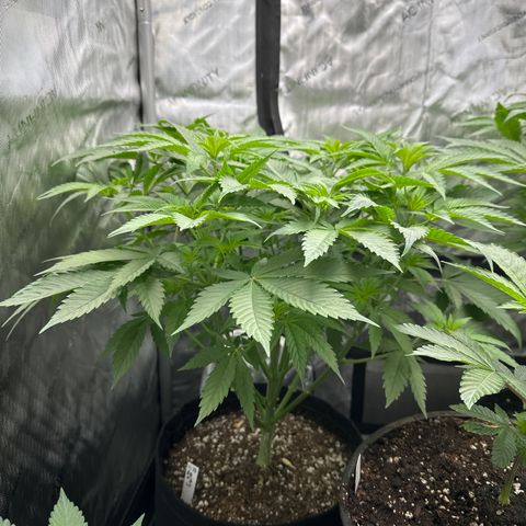 Blue Bath by LIT farms #2 and #3 growlog timeline photo
