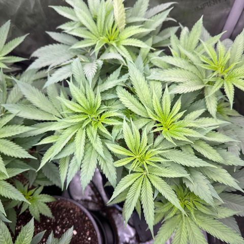 Blue Bath by LIT farms #2 and #3 growlog timeline photo