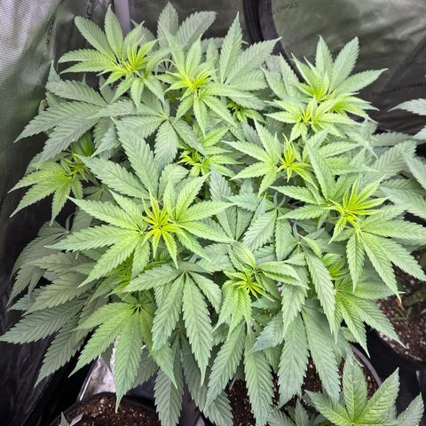 Blue Bath by LIT farms #2 and #3 growlog timeline photo
