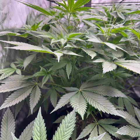 Blue Bath by LIT farms #2 and #3 growlog timeline photo