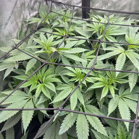 Blue Bath by LIT farms #2 and #3 growlog timeline photo