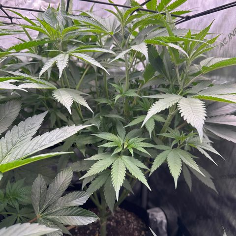 Blue Bath by LIT farms #2 and #3 growlog timeline photo