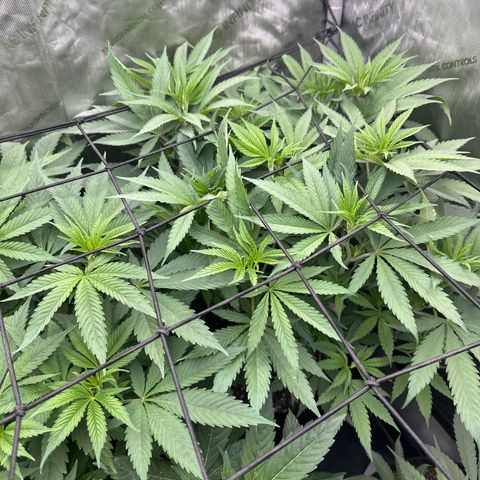 Blue Bath by LIT farms #2 and #3 growlog timeline photo