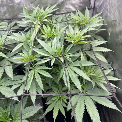 Blue Bath by LIT farms #2 and #3 growlog timeline photo