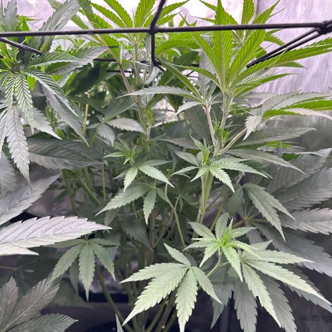 Blue Bath by LIT farms #2 and #3 growlog photo: these ladies are raging. I had to take some clones off her as both of these phenos look and smell like keepers. 