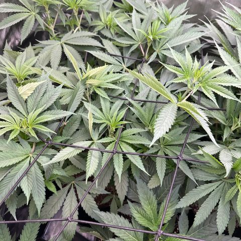 Blue Bath by LIT farms #2 and #3 growlog photo: these ladies are raging. I had to take some clones off her as both of these phenos look and smell like keepers. 