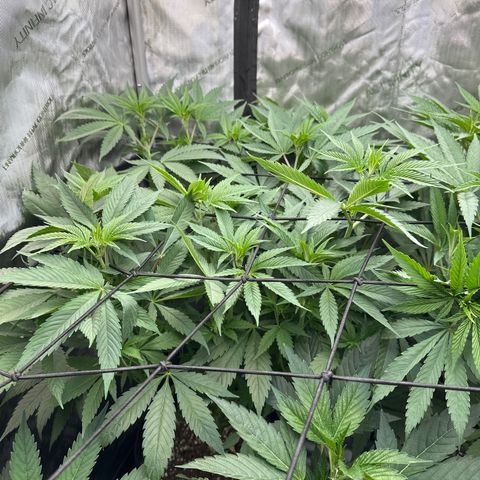 Blue Bath by LIT farms #2 and #3 growlog photo: these ladies are raging. I had to take some clones off her as both of these phenos look and smell like keepers. 