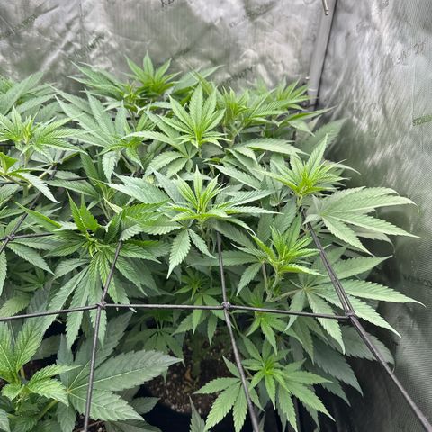Blue Bath by LIT farms #2 and #3 growlog photo: these ladies are raging. I had to take some clones off her as both of these phenos look and smell like keepers. 