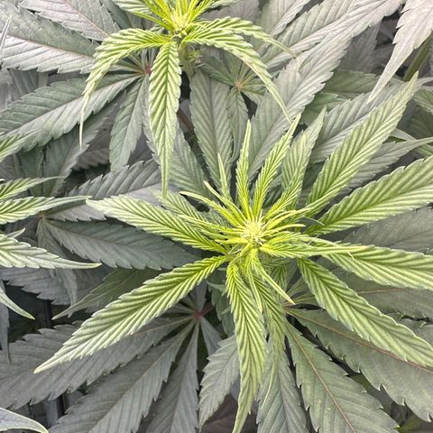 Blue Bath by LIT farms #2 and #3 growlog timeline photo