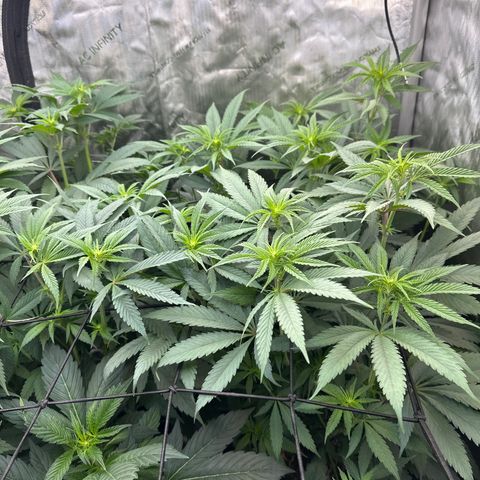 Blue Bath by LIT farms #2 and #3 growlog timeline photo
