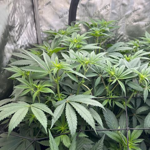 Blue Bath by LIT farms #2 and #3 growlog timeline photo