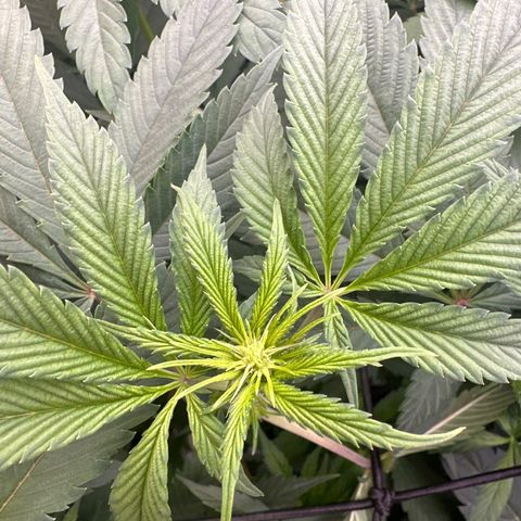 Blue Bath by LIT farms #2 and #3 growlog timeline photo