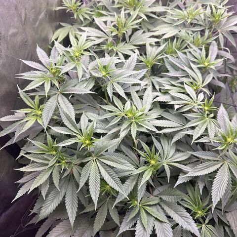Blue Bath by LIT farms #2 and #3 growlog timeline photo