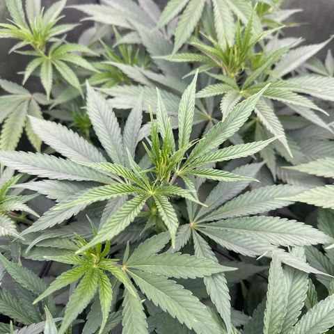 Blue Bath by LIT farms #2 and #3 growlog timeline photo