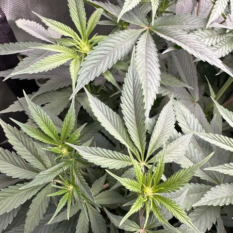 Blue Bath by LIT farms #2 and #3 growlog timeline photo