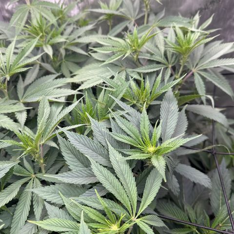 Blue Bath by LIT farms #2 and #3 growlog timeline photo