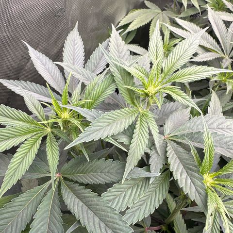 Blue Bath by LIT farms #2 and #3 growlog timeline photo