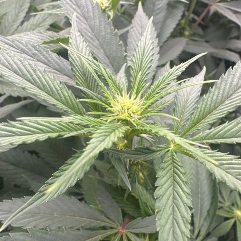 Blue Bath by LIT farms #2 and #3 growlog photo: Terps on this is bonkers... Candy, Gas, Sour notes from the stem rub... I'm excited to see the end results in these babies. I clipped about 20 clones... gonna Mother the best one. 