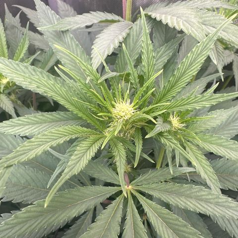 Blue Bath by LIT farms #2 and #3 growlog photo: Terps on this is bonkers... Candy, Gas, Sour notes from the stem rub... I'm excited to see the end results in these babies. I clipped about 20 clones... gonna Mother the best one. 