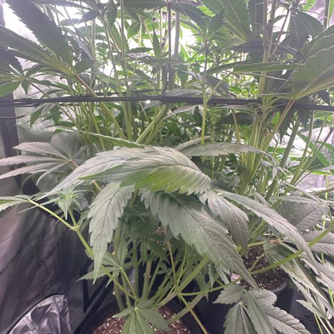 Blue Bath by LIT farms #2 and #3 growlog photo: Terps on this is bonkers... Candy, Gas, Sour notes from the stem rub... I'm excited to see the end results in these babies. I clipped about 20 clones... gonna Mother the best one. 