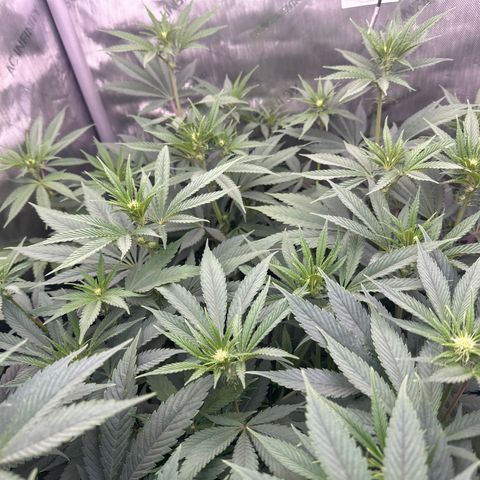 Blue Bath by LIT farms #2 and #3 growlog photo: Terps on this is bonkers... Candy, Gas, Sour notes from the stem rub... I'm excited to see the end results in these babies. I clipped about 20 clones... gonna Mother the best one. 