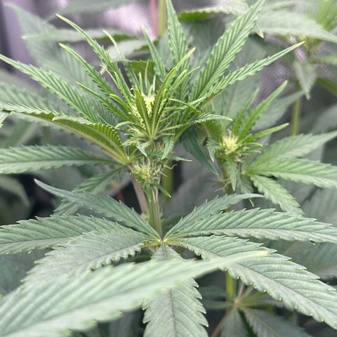 Blue Bath by LIT farms #2 and #3 growlog photo: Terps on this is bonkers... Candy, Gas, Sour notes from the stem rub... I'm excited to see the end results in these babies. I clipped about 20 clones... gonna Mother the best one. 
