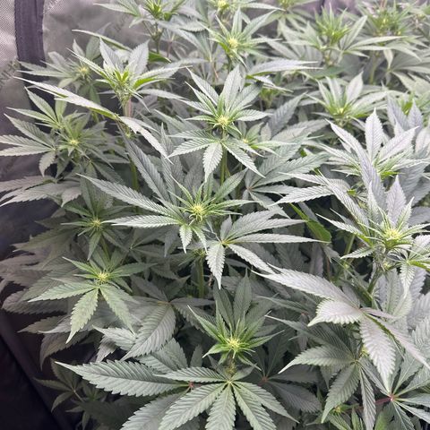 Blue Bath by LIT farms #2 and #3 growlog photo: Terps on this is bonkers... Candy, Gas, Sour notes from the stem rub... I'm excited to see the end results in these babies. I clipped about 20 clones... gonna Mother the best one. 