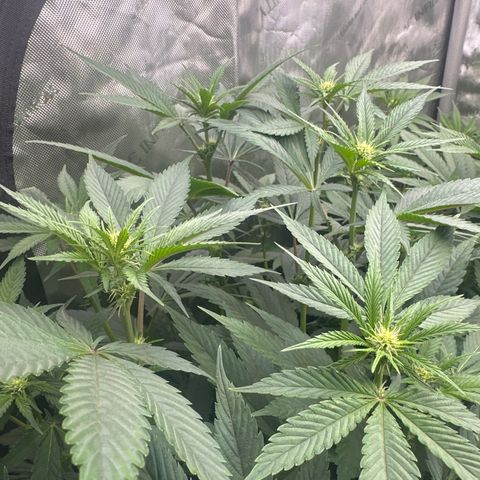 Blue Bath by LIT farms #2 and #3 growlog photo: Terps on this is bonkers... Candy, Gas, Sour notes from the stem rub... I'm excited to see the end results in these babies. I clipped about 20 clones... gonna Mother the best one. 