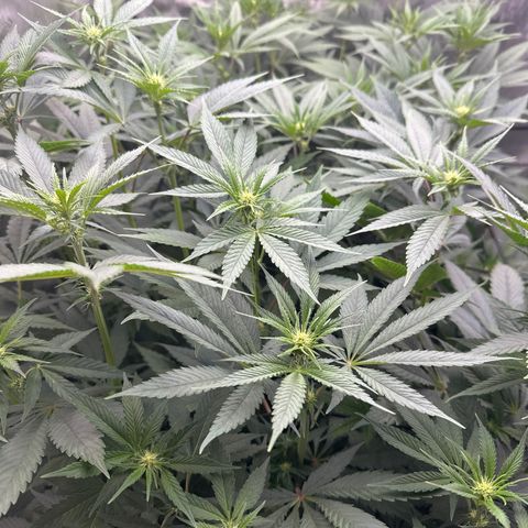 Blue Bath by LIT farms #2 and #3 growlog timeline photo