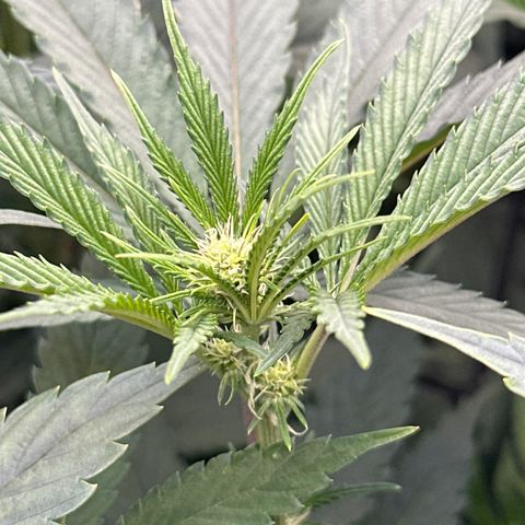 Blue Bath by LIT farms #2 and #3 growlog timeline photo