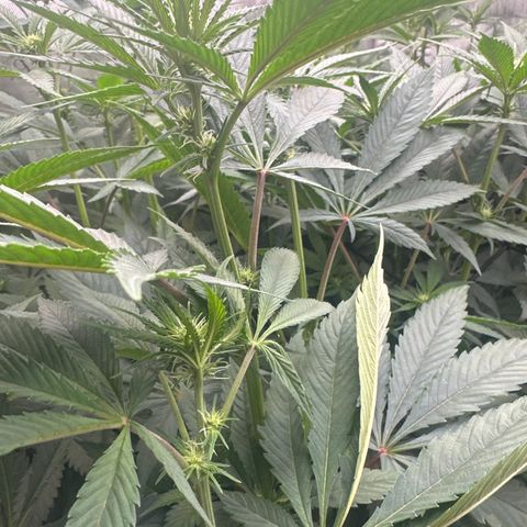 Blue Bath by LIT farms #2 and #3 growlog timeline photo